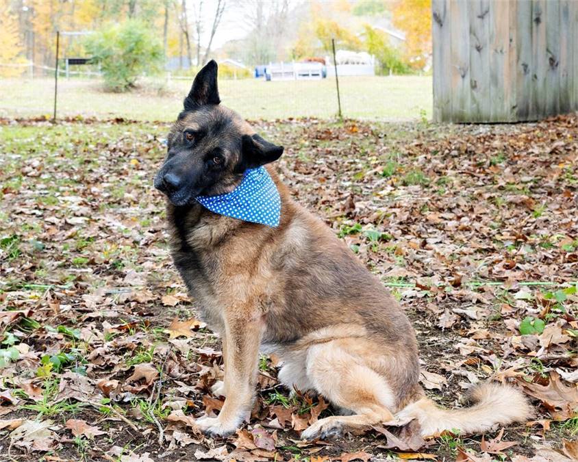 Lucky the German Shepherd Dog Mix at Trina & Friends K9 Rescue