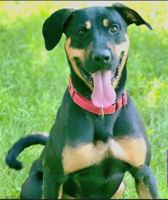 Zoey at the Rottweiler & German Shepherd Dog Mix All Star Pet Rescue