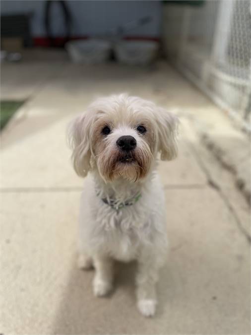 Frosty the Miniature Schnauzer & Wheaten Terrier Mix at Bichon Rescue Brigade