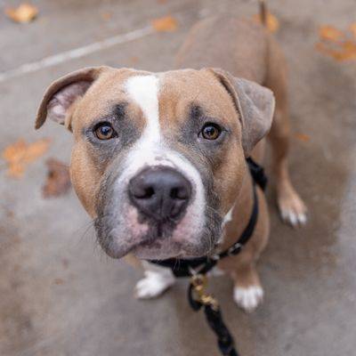 Strawberry the American Pit Bull Terrier Mix at ASPCA NYC