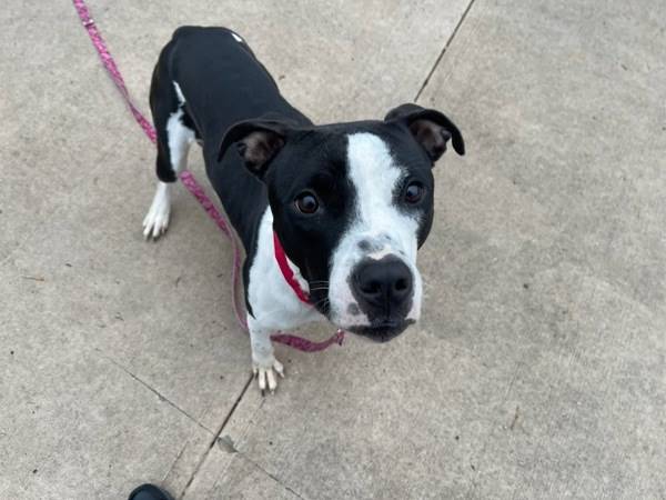 Tilly the Mixed Breed at Animal Care Centers of NYC - Staten Island