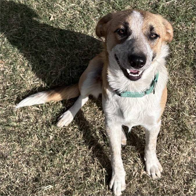 Howdy the Heeler Mix at Good Catch Dog Rescue