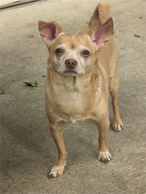 Bruno the Chihuahua at Heavenly Angels Animal Rescue