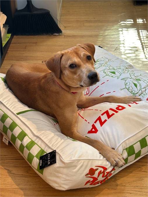 Birdie the Yellow Labrador Retriever at Home For Good Dog Rescue