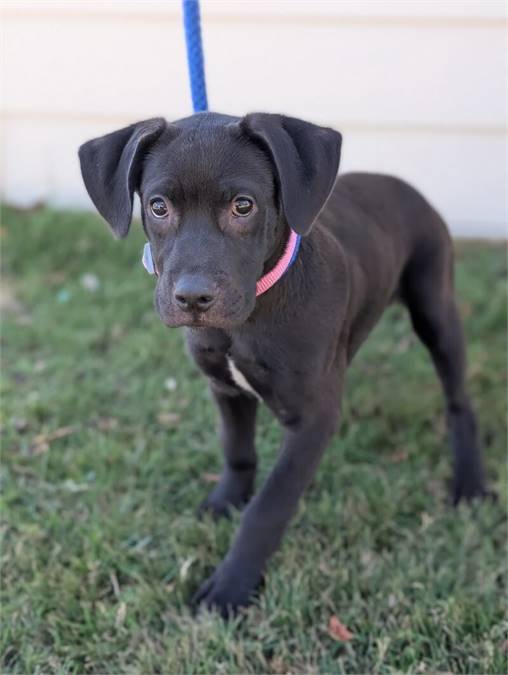 Greta the Black Labrador Retriever at Home for Good Dog Rescue -