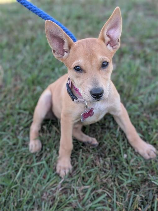 Wisteria the Terrier at Home for Good Dog Rescue