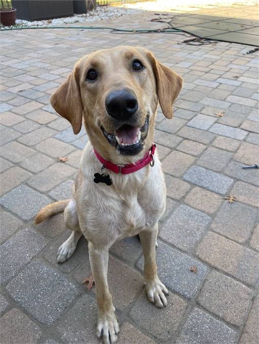 Gia the Yellow Labrador Retriever Mix at Home for Good Dog Rescue - 