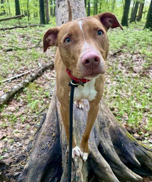 American Pit Bull Terrier / Blue Lacy Mix at Eleventh Hour Rescue