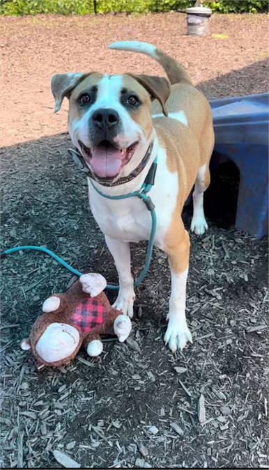 Labrador Retriever / Boxer Mix at Eleventh Hour Rescue