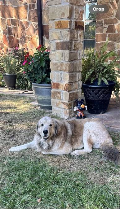 Great Pyrenees / Anatolian Shepherd Mix at Eleventh Hour Rescue