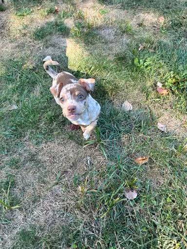 Nacho the Chihuahua Mix at Castle of Dreams Animal Rescue