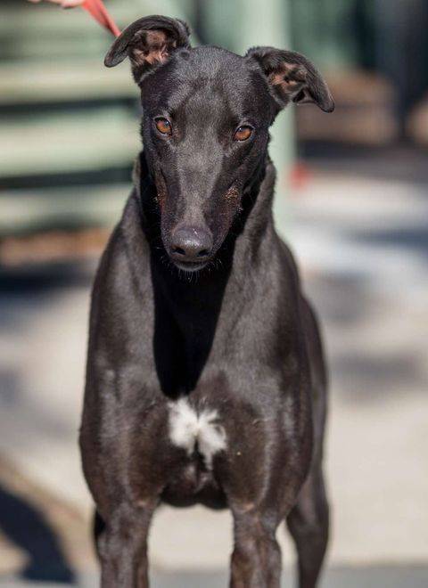 Boggle the Greyhound at Greyhound Friends of New Jersey