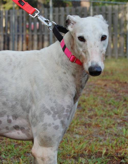 Logan the Greyhound at Greyhound Friends of New Jersey