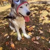 Sky the Siberian Husky at A Pathway to Hope