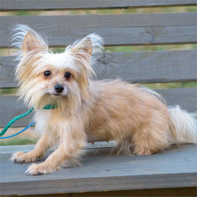 Wilma the Yorkshire Terrier Mix at Animal Alliance of NJ