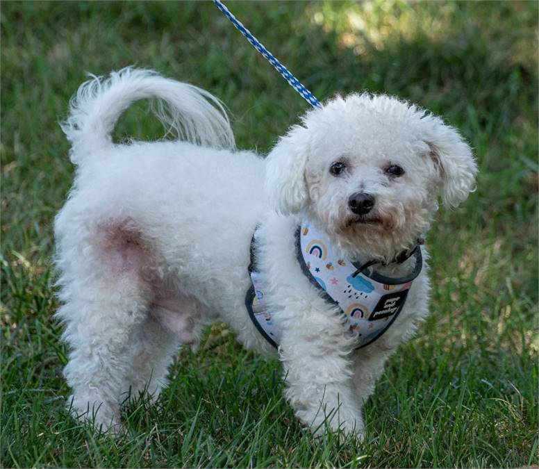 Freddie the Poodle at Animal Alliance of NJ