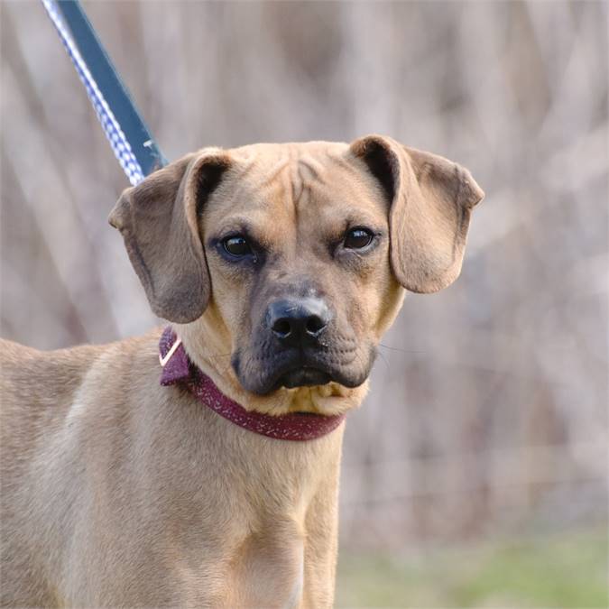 Toni Ann the Hound Mix at Animal Alliance of NJ