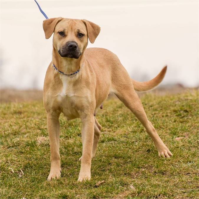 Bambi the Hound Mix at Animal Alliance of NJ