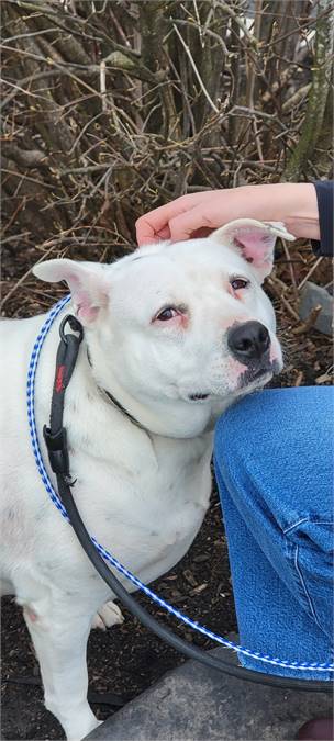 Susie the Hound Mix at Animal Alliance of NJ