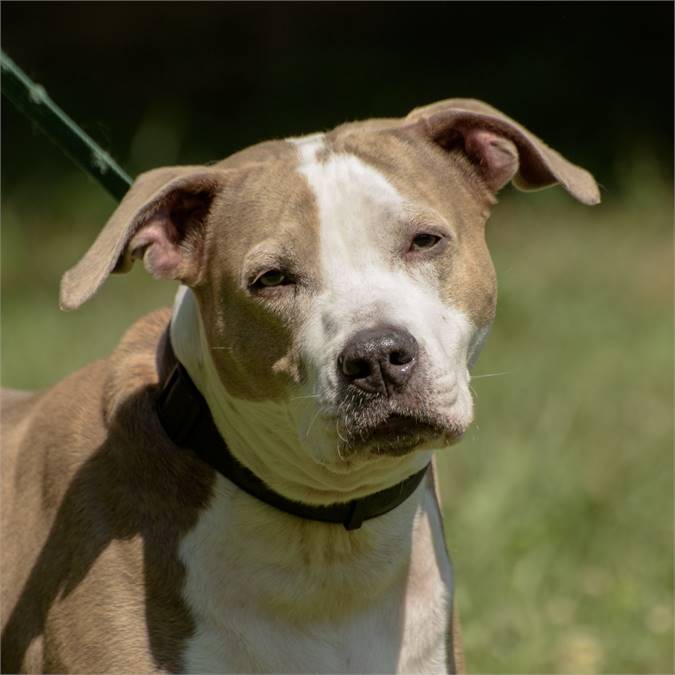 Chrystal the American Bulldog at Animal Alliance of NJ