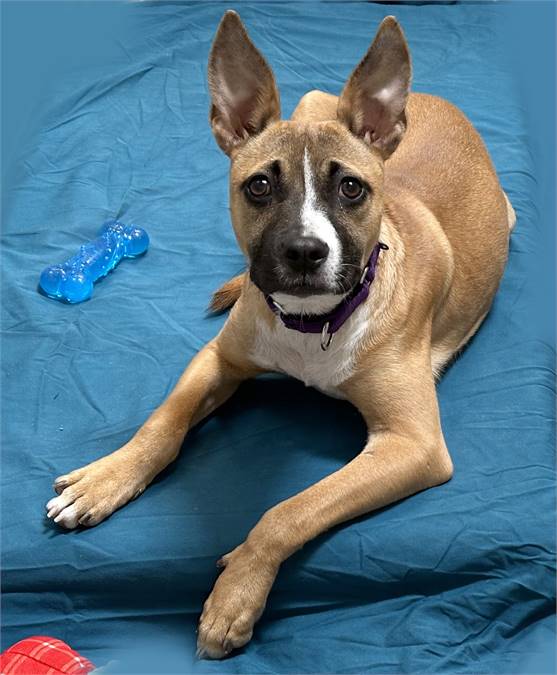 Didi the Terrier Mix at Animal Welfare Association of New Jersey