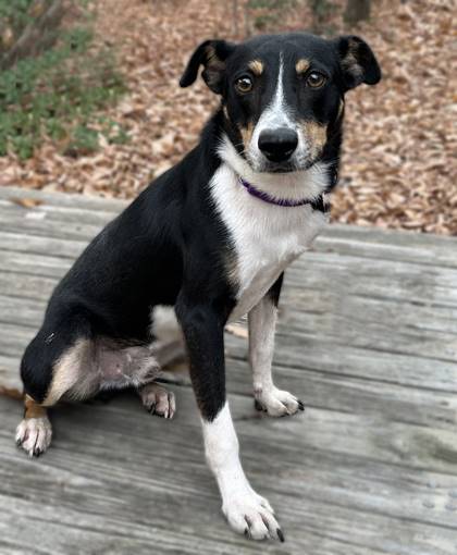 Milo the Terrier Mix at Animal Welfare Association of New Jersey