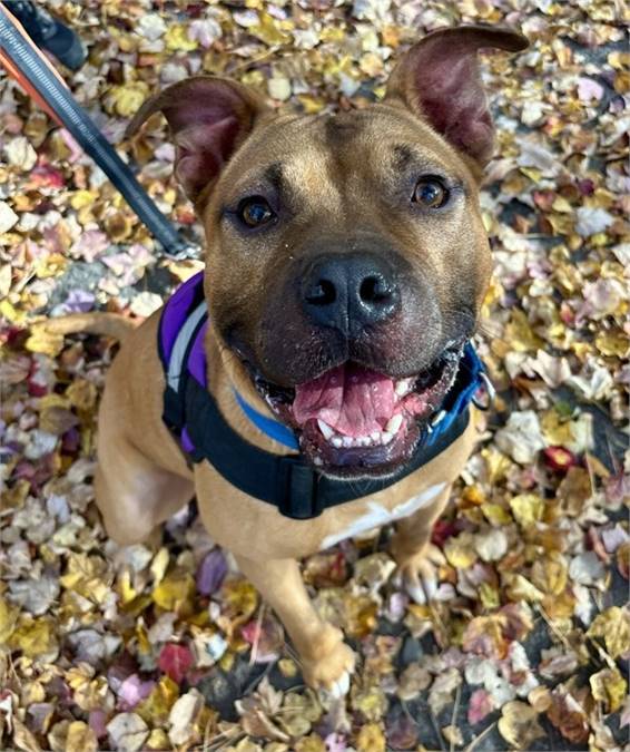 Nipsey the American Bulldog Mix at AHS-Tinton Falls