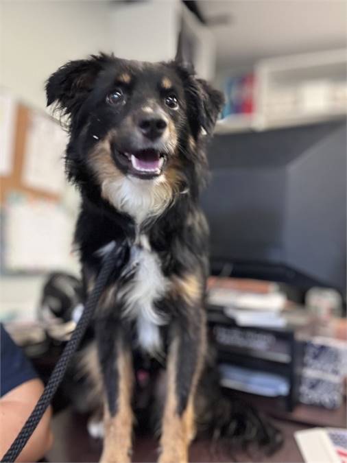 Hugo the Australian Shepherd Mix at AHS-Tinton Falls