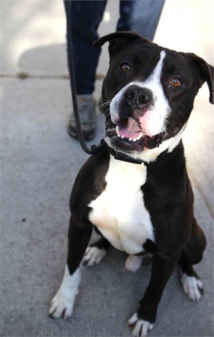 Remmington the Pit Bull Terrier Mix at Associated Humane Societies - Newark