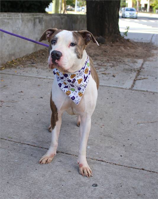 Nora the Pit Bull Terrier Mix at Associated Humane Societies - Newark