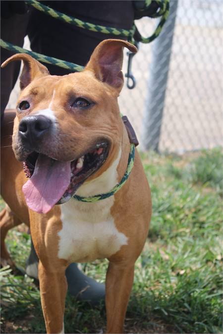 Houston the Pit Bull Terrier Mix at Associated Humane Societies - Newark