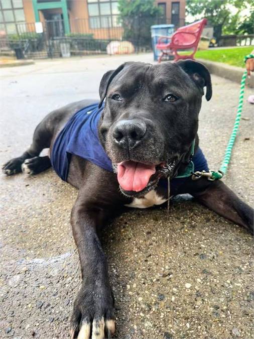 Yogi the Pit Bull Terrier Mix at Associated Humane Societies - Newark