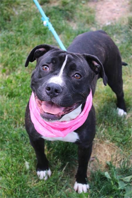 Nebula the Pit Bull Terrier Mix at Associated Humane Societies - Newark