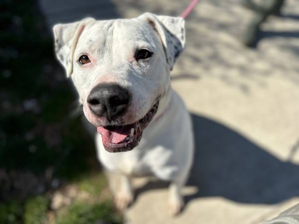 Sven the Pit Bull Terrier Mix at Associated Humane Societies - Newark