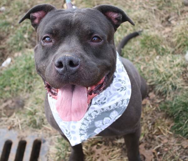 Kylo the Pit Bull Terrier Mix at Associated Humane Societies - Newark