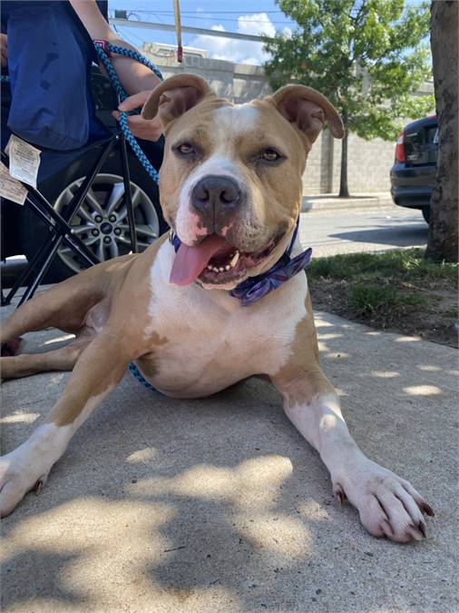 Barbie the Pit Bull Terrier Mix at Associated Humane Societies - Newark