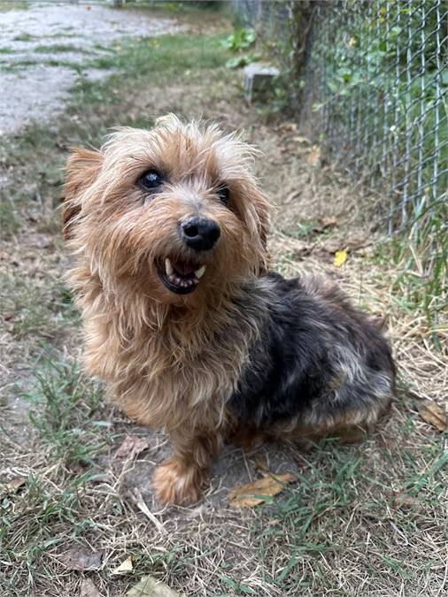 Yolanda the Yorkshire Terrier at Beacon Animal Rescue