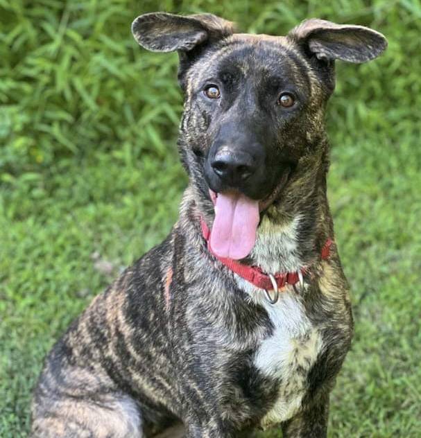 Gracie the Shepherd Mix at Best Friend Dog and Animal Adoption, Inc.