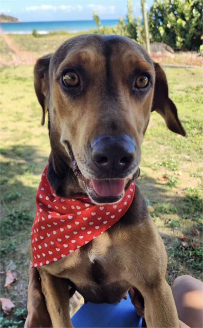 Hailey the Beagle & Hound Mix at Big Dog Rescue Project