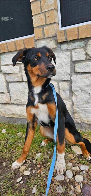 Mocha the Australian Shepherd Mix at Big Dog Rescue Project