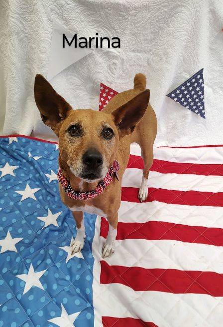 Marina the Basenji at Cape May County Animal Shelter and Adoption Center