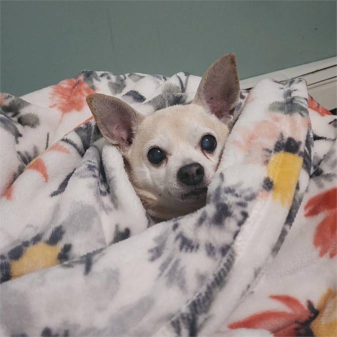 Tiny the Chihuahua at Cold Nose Warm Heart Dog Rescue