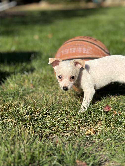 Ricky the Chihuahua at FOWA Rescue