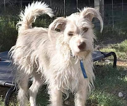 Lucas the Airedale Terrier Mix at Friends With Four Paws