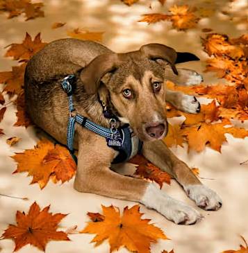 Riley the Great Pyrenees/German Shepherd Dog at FurryTail Endings Canine Rescue