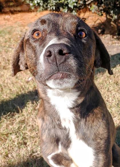 MJ the Retriever, Labrador/Mix at Homeward Bound