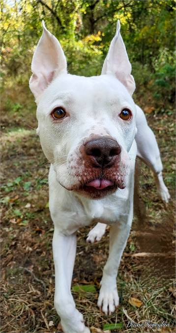 Princess the Mixed Breed at Homeward Bound