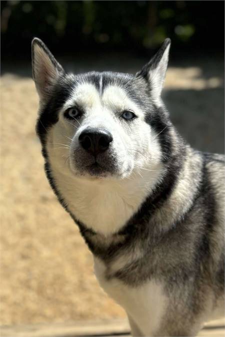 Big Sky the Siberian Husky at Husky House