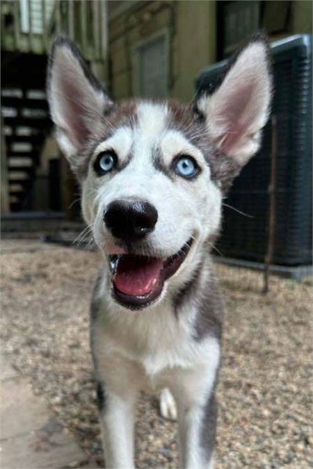 Sona the Siberian Husky at Husky House