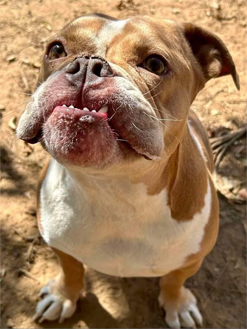 Josie the Bulldog at JKRC Rescue